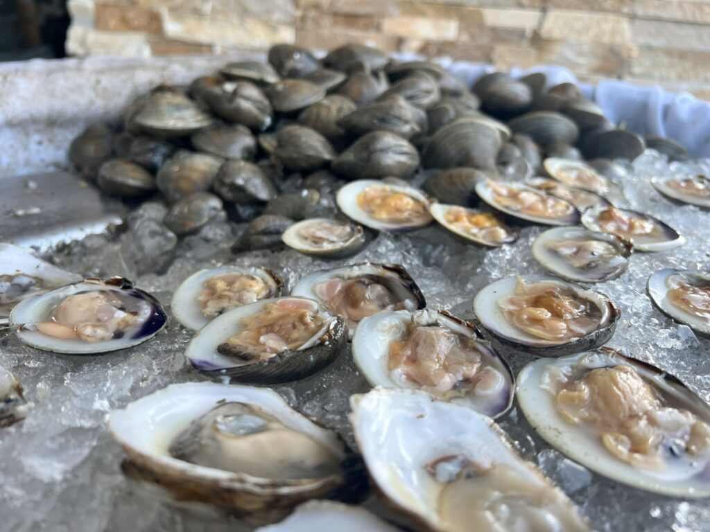 Oysters on a sheet of ice